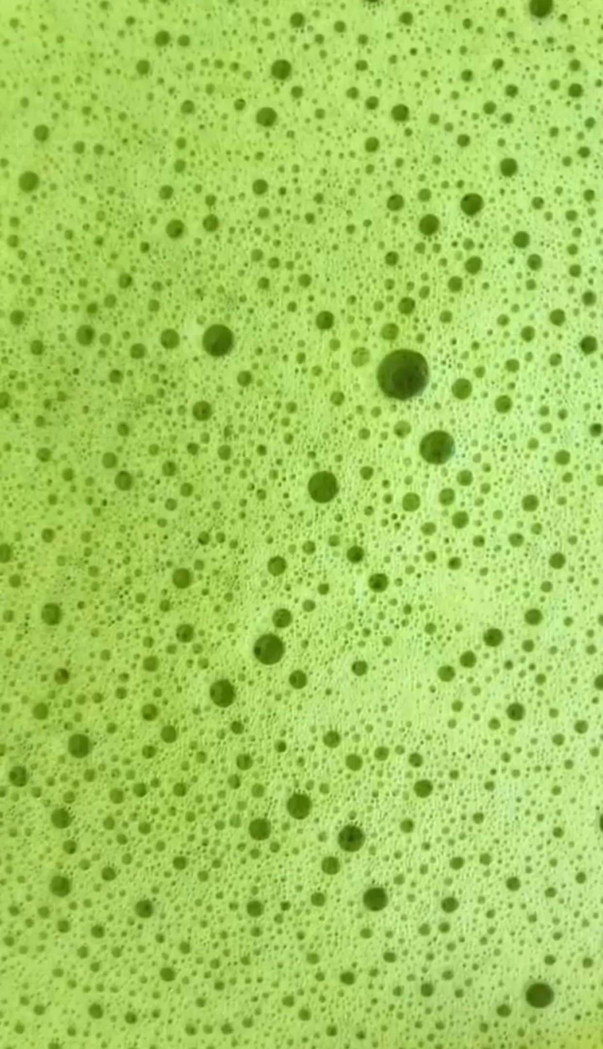 Bulk matcha hotea